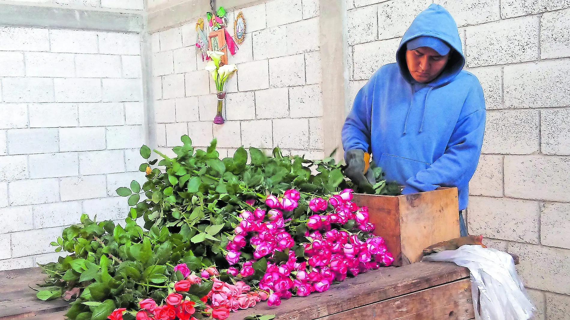 SJR Por segundo año consecutivo se suspenderá la Feria de las Rosas en la comunidad de El_CMYK